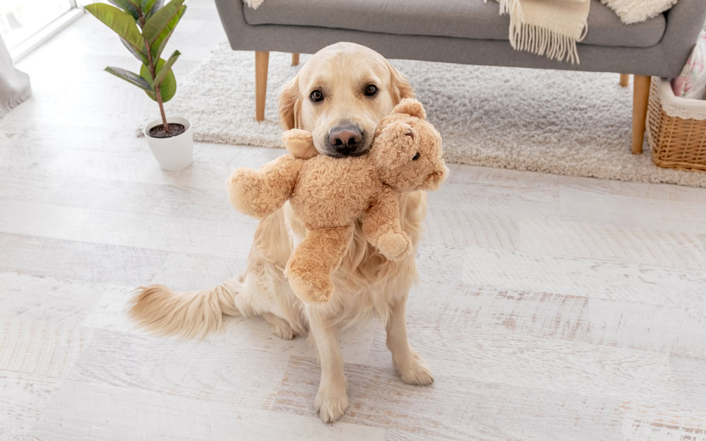 Golden Retriever dog sitting in the floor holding a teddy bear in its mouth