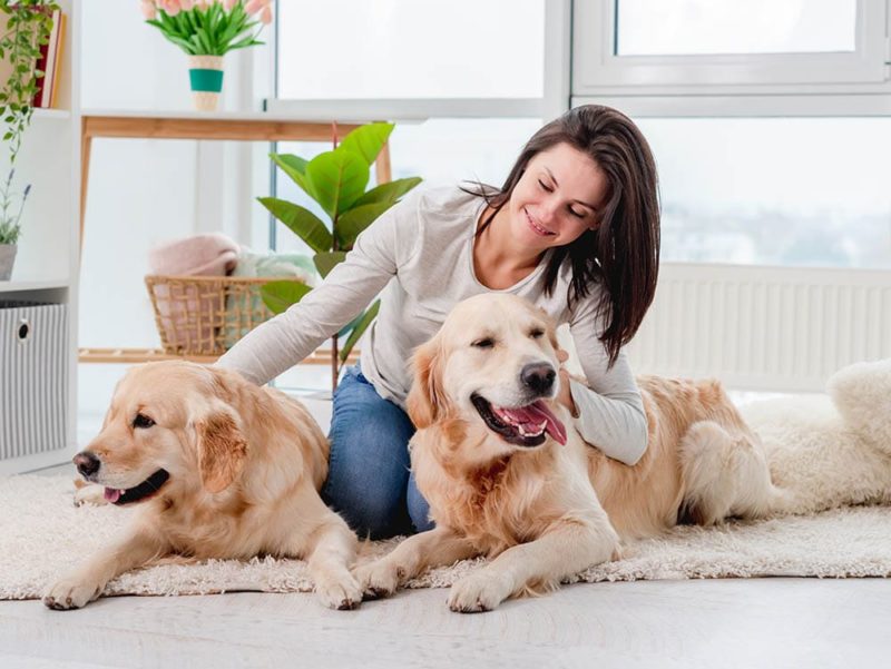 Is There Pet Sitter’s Insurance? Everything You Need to Know!