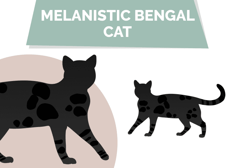 Black (Melanistic) Bengal Cat: Info, Pictures, Origin & History