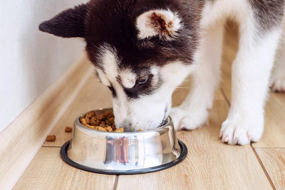 9 Best Large Breed Puppy Foods in 2026 - Review & Top Picks