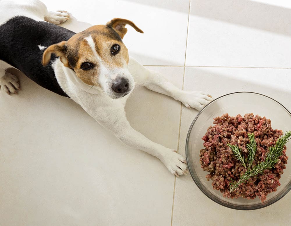 6 Best Raw Dog Foods in Canada - 2026 Reviews & Top Picks