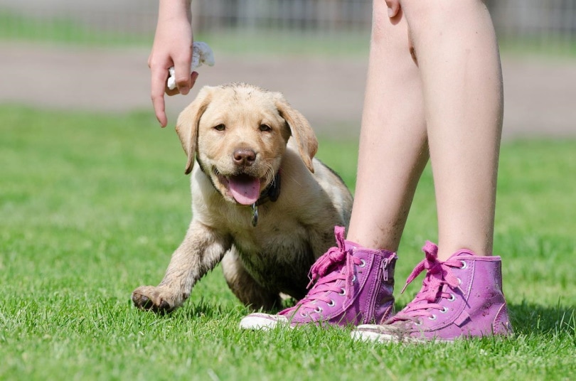 How To Teach Your Dog to Dance in 9 Simple Steps