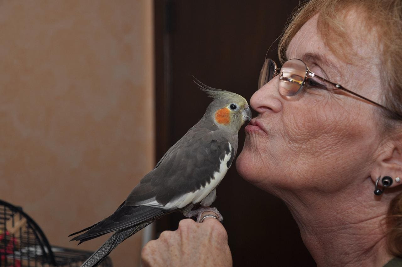 How to Get a Cockatiel to Trust You: 13 Vet-Approved Tips