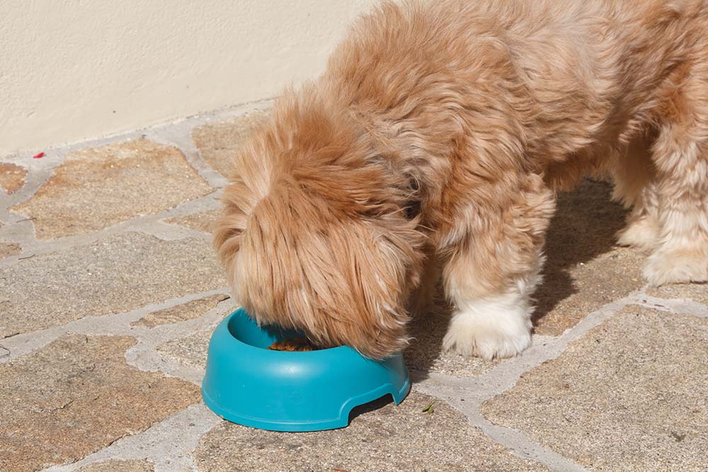 Can You Mix Dry & Wet Dog Food? Vet-Approved Tips & Recommendations