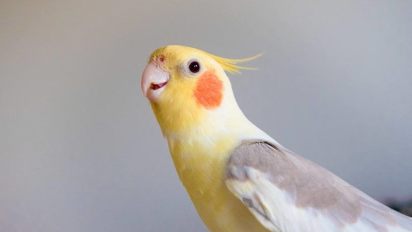 How to Teach a Cockatiel to Talk: 15 Expert Tips