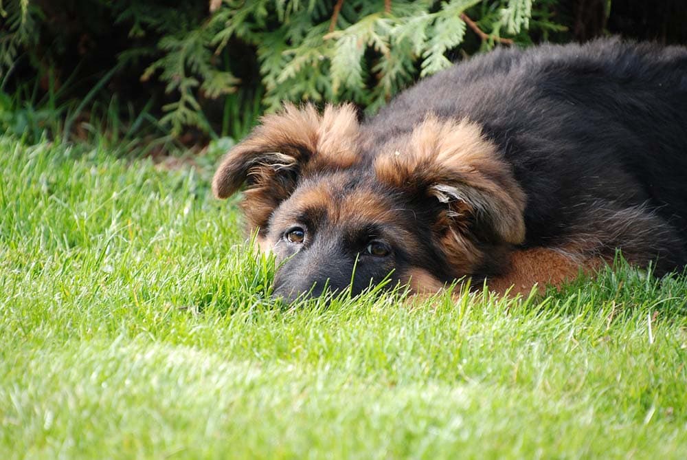 Why Does My German Shepherd Eat Poop? 7 Reasons & How to Stop It