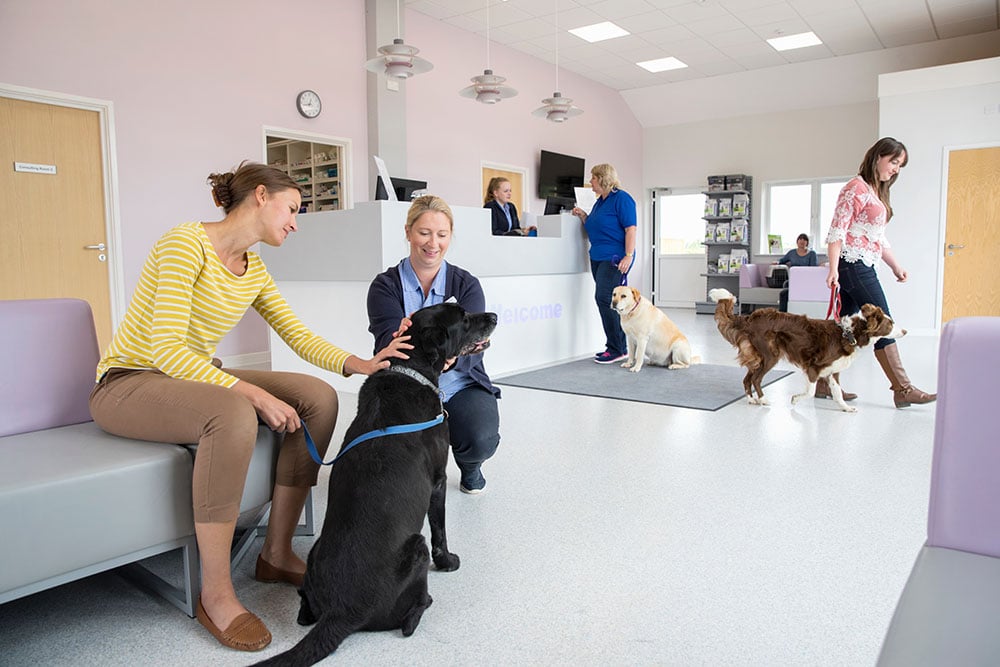 Does My Dog Have to Fast Before Surgery? Vet-Reviewed Facts & FAQ