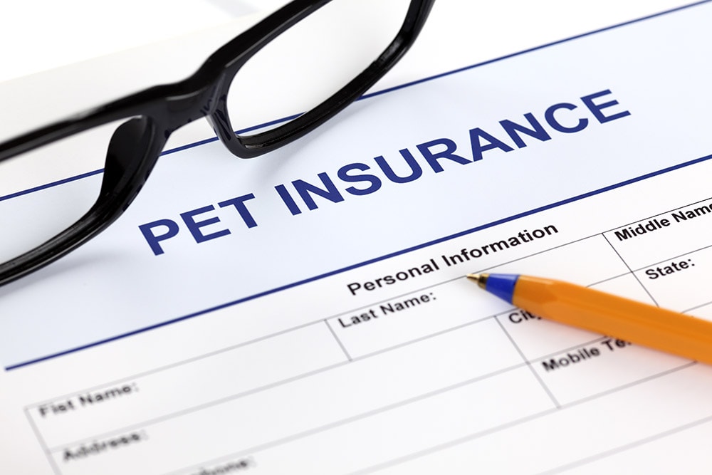 10 Incredible Canadian Pet Insurance Statistics & Facts: 2026 Update