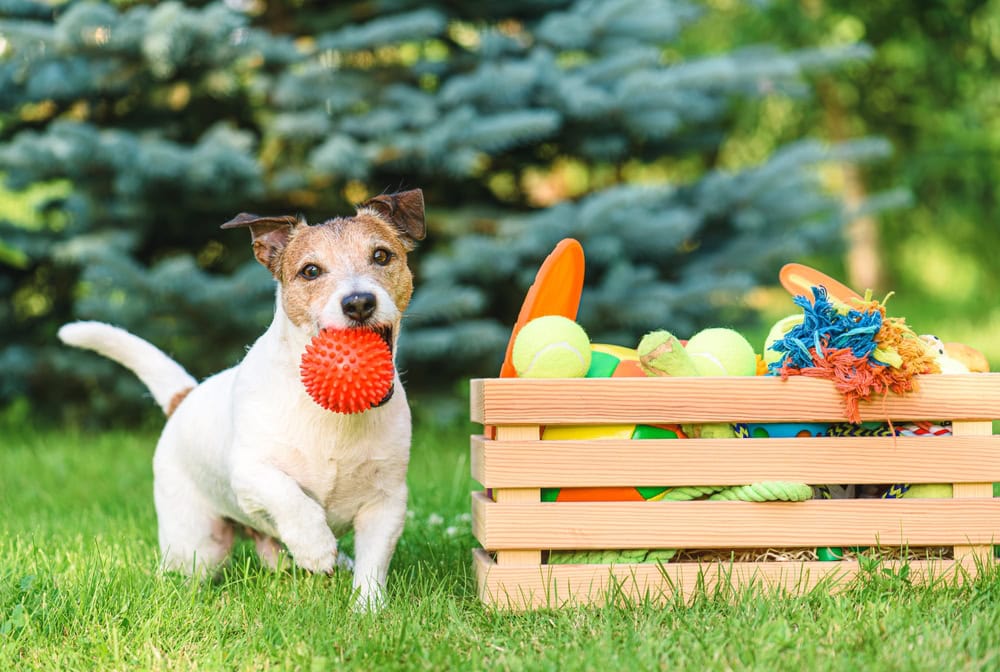 How To Teach Your Dog To Put Toys Away in 7 Vet-Approved Steps