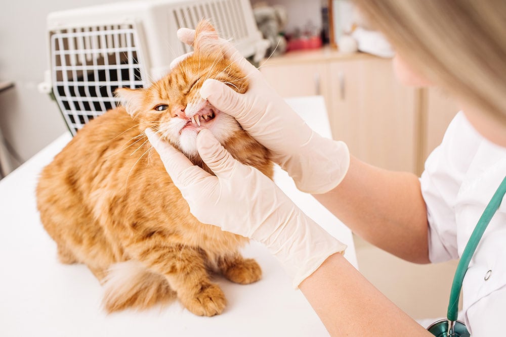 How To Brush Cat Teeth: 10 Vet Approved Tips