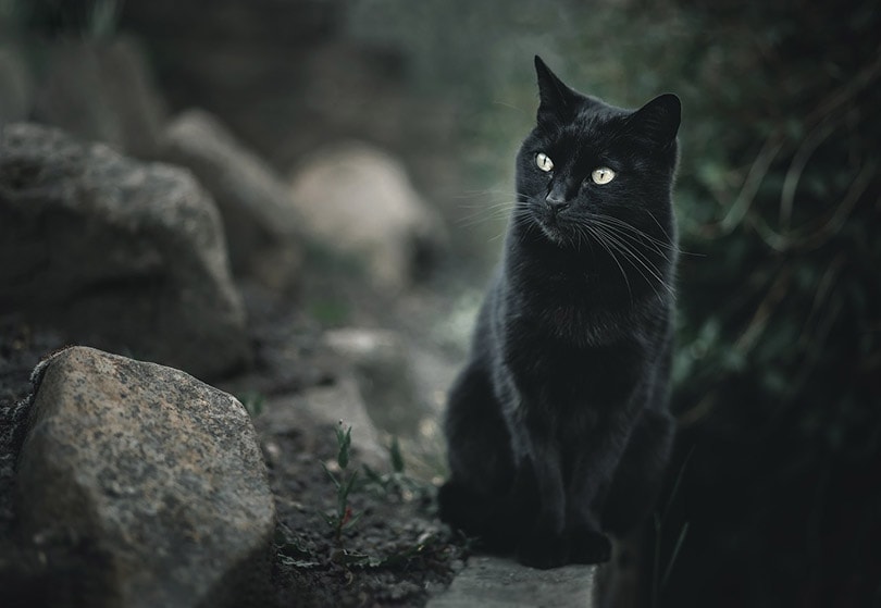 Black Cat Syndrome: Facts vs. Myths