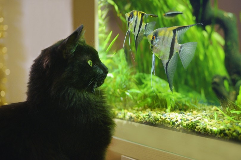 How to Cat-Proof a Fish Tank: 8 Vet-Approved Ways