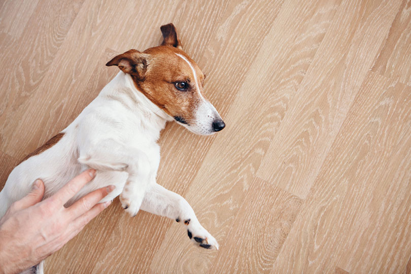 Do Dogs Vomit From Stress? Here's What You Need to Know!