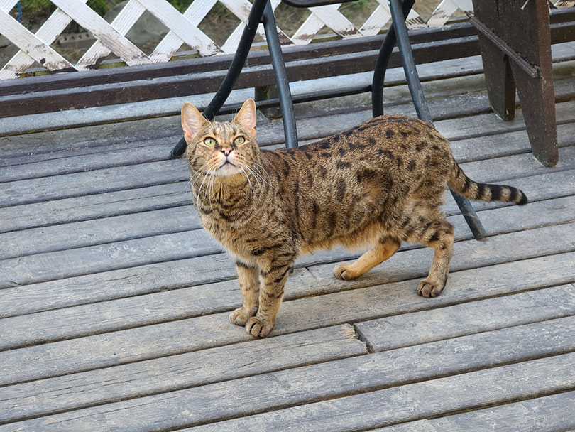 a savannah cat standing outside on a backyard deck
