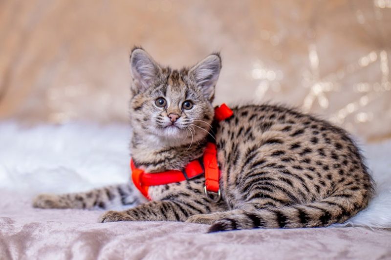 What Should I Include in My Savannah Cat’s Diet? Vet-Approved Breed Care Tips & Facts