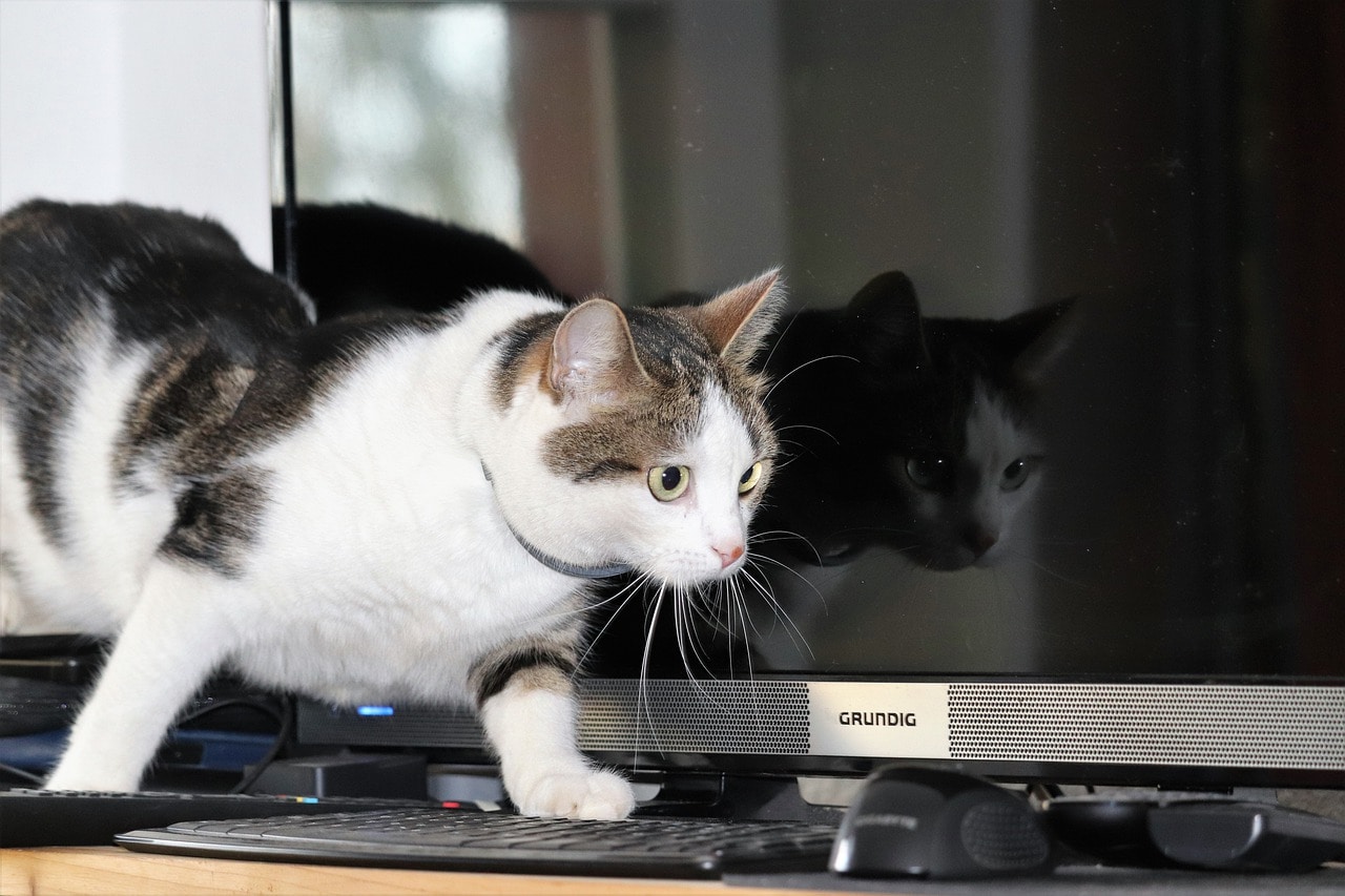 How Do Cats Walk So Quietly? Vet-Verified Facts & Info