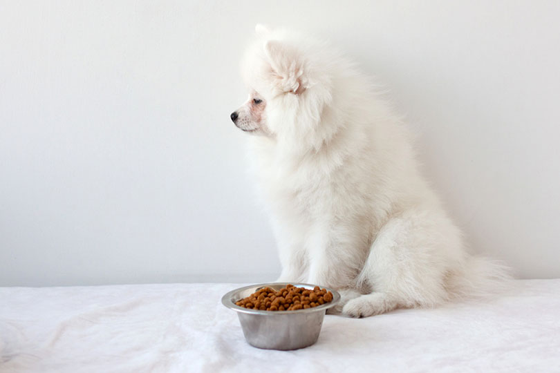5 Feeding Tips for Dogs With Pancreatitis (Vet Answer)