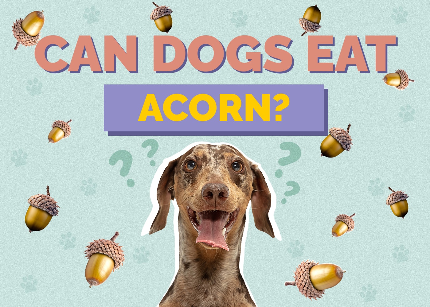 Can Dogs Eat Acorns? Vet Approved Facts & Safety Guide