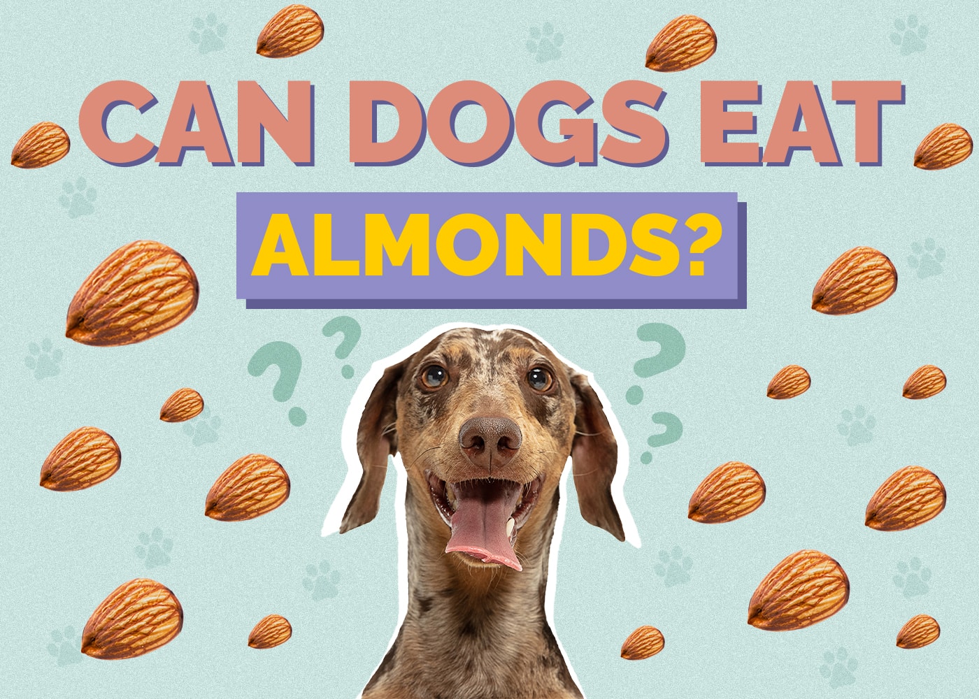 Can Dogs Eat Almonds? Are Almonds Safe for Dogs?