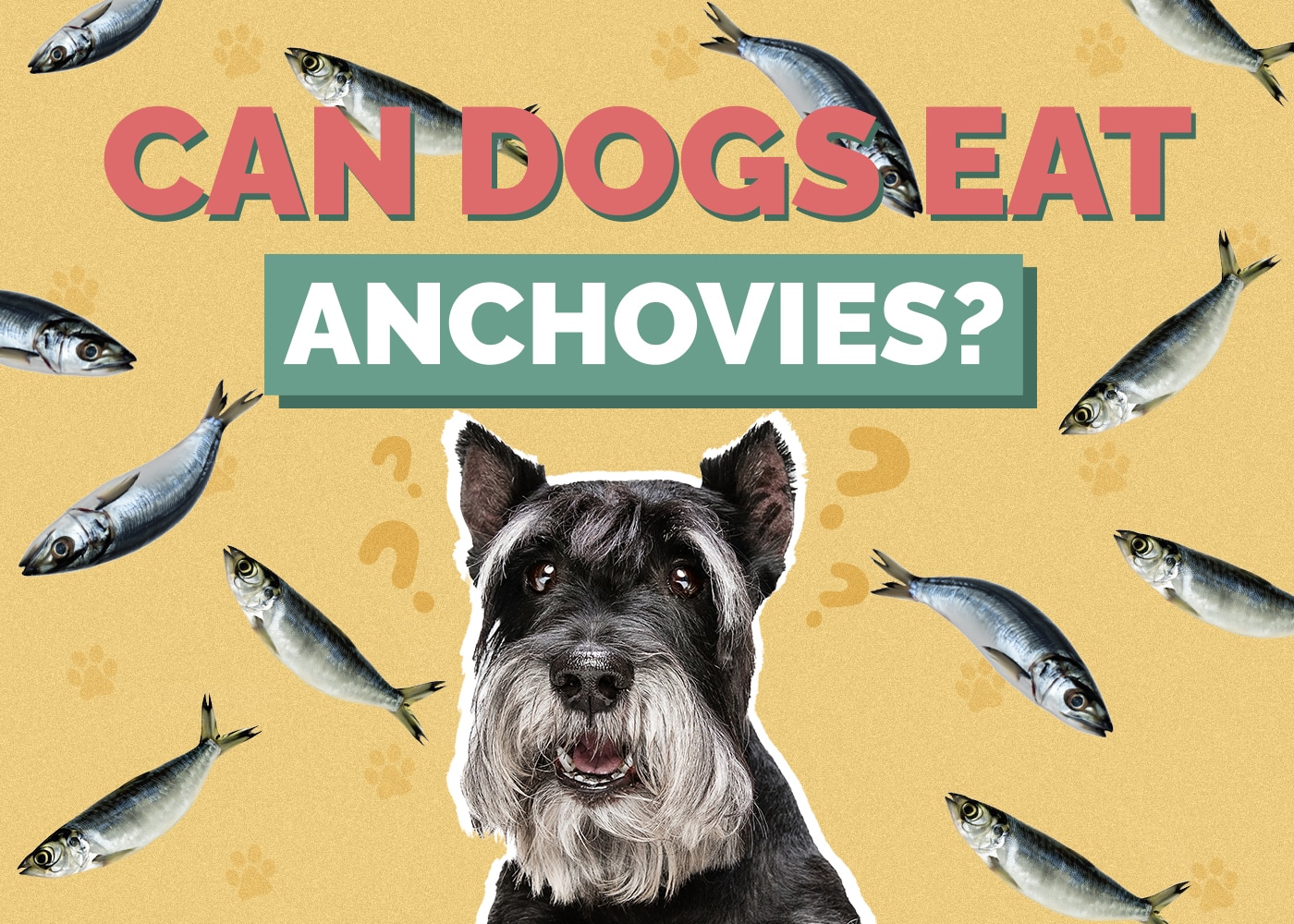 Can Dogs Eat Anchovies? Vet Approved Facts & FAQs