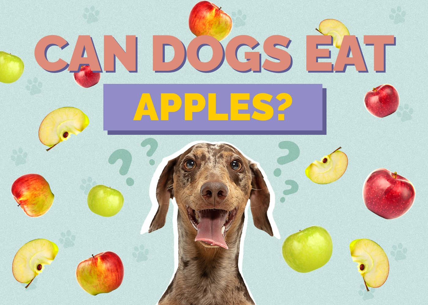 Can Dogs Eat Apples? Vet-Reviewed Nutrition Facts