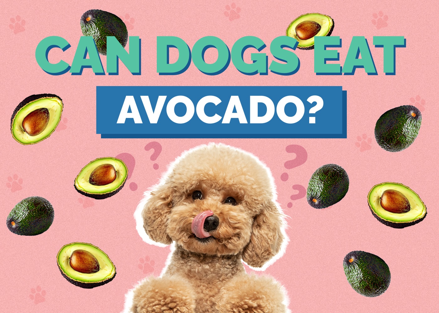 Can Dogs Eat Avocados? Are Avocados Safe for Dogs? Vet-Reviewed Facts & FAQs