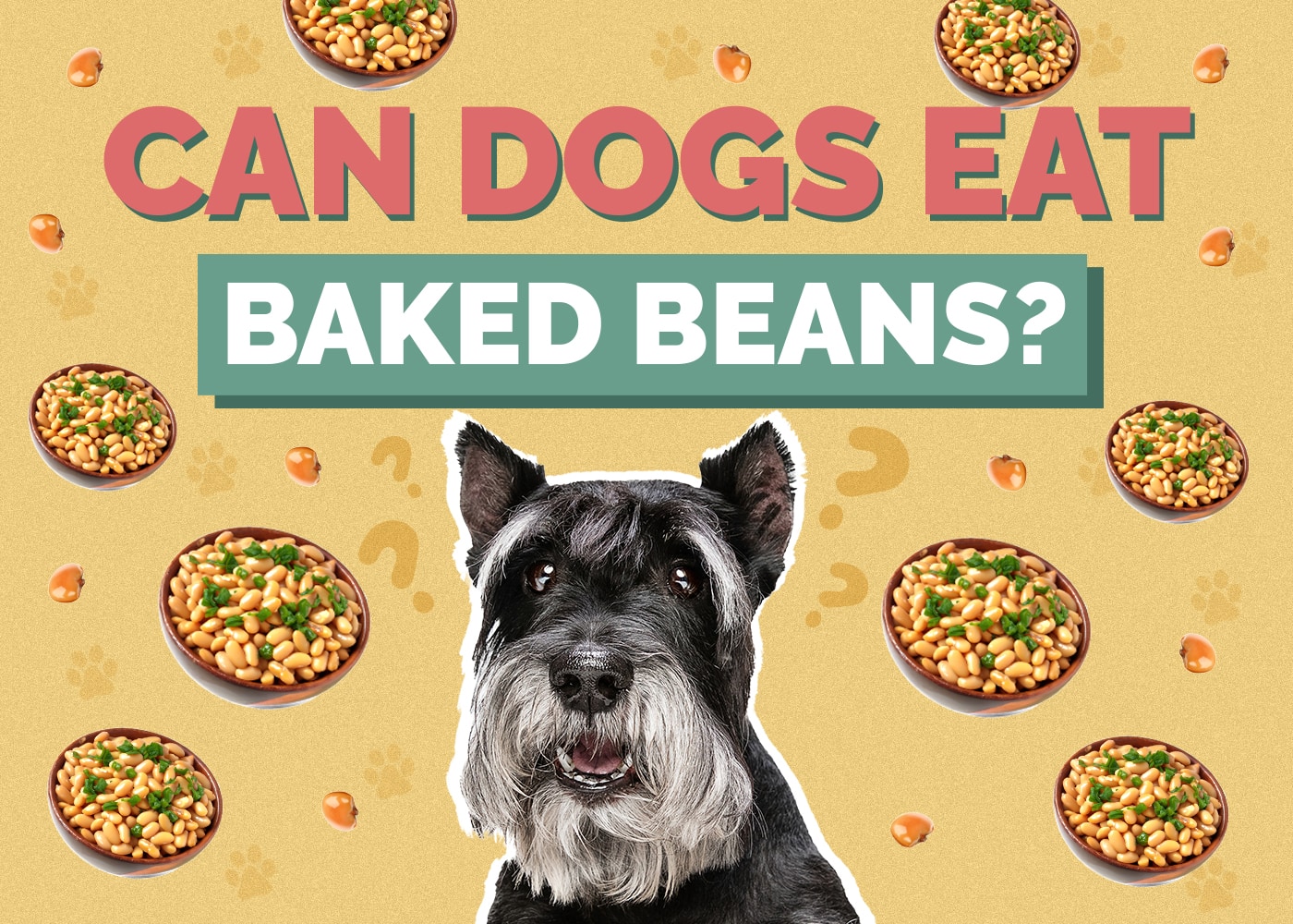 Can Dogs Eat Baked Beans? Facts & Safety Guide