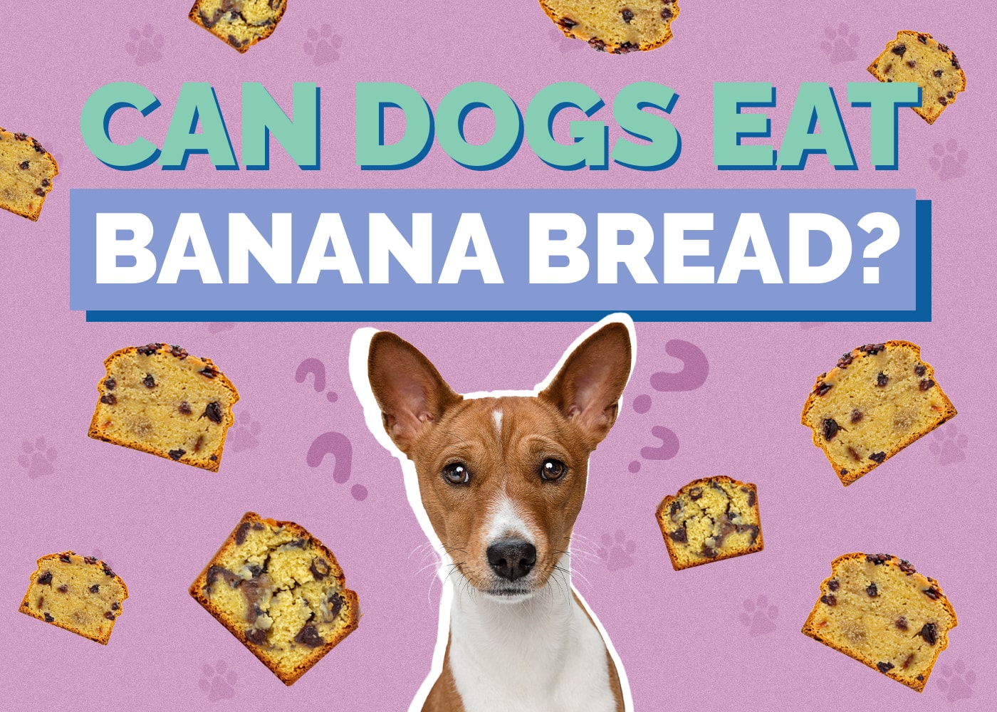 Can Dogs Eat Banana Bread? Nutirition Facts & Safety Guide