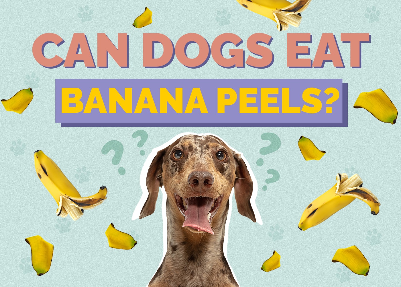 Can Dogs Eat Banana Peels? Vet-Verified Facts & Risks