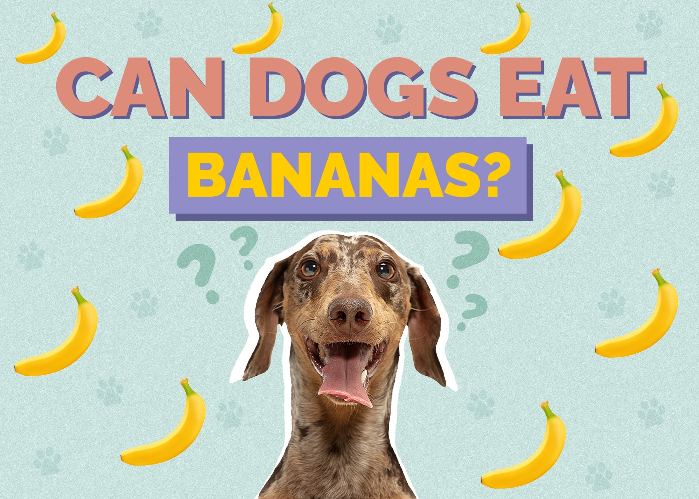 Can Dogs Eat Bananas? Are Bananas Safe for Dogs?