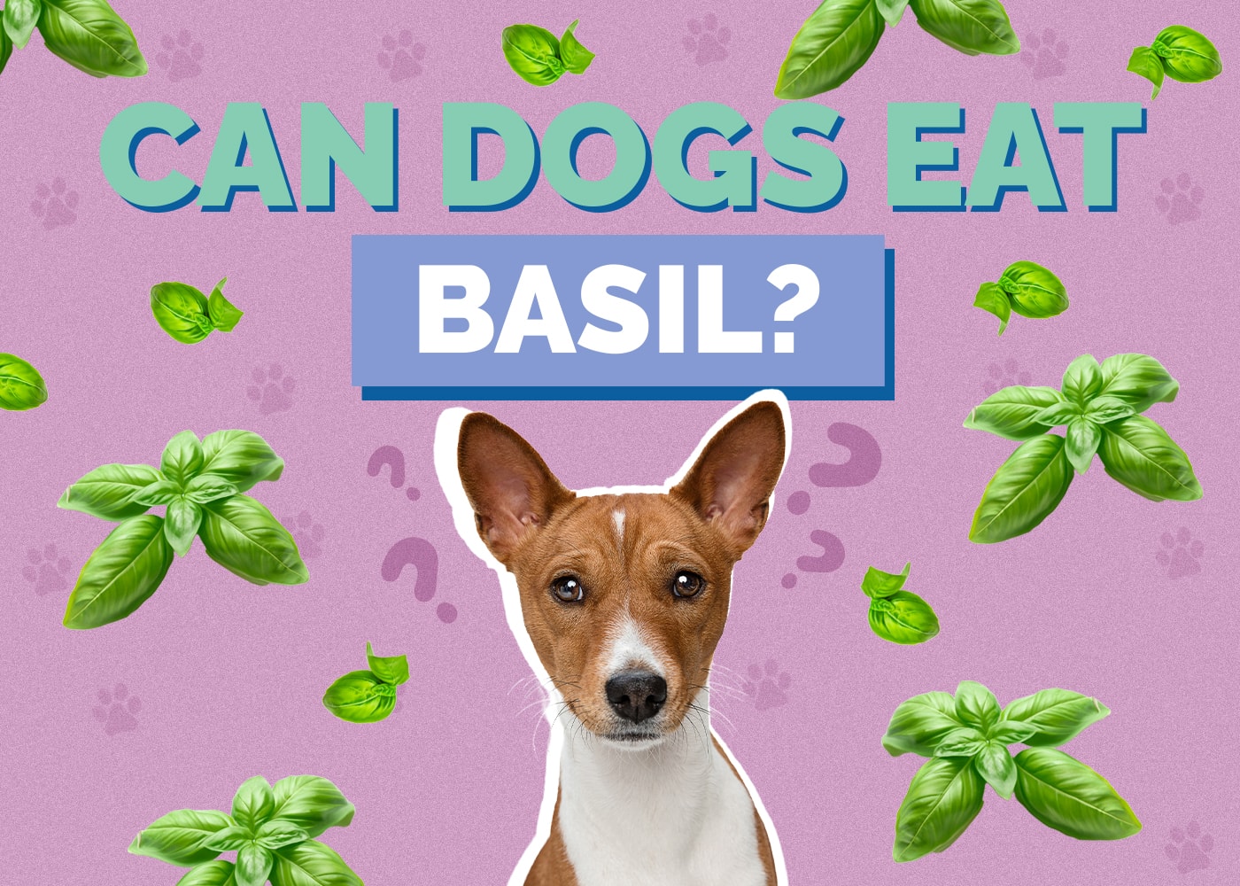Can Dog Eat basil
