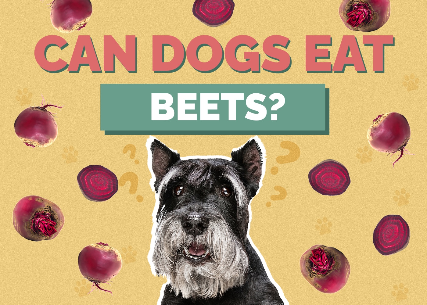 Can Dogs Eat Beets? Are Beets Safe for Dogs?