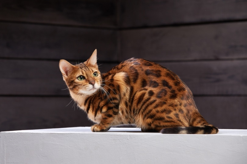 Orange Bengal Cat: Info, Pictures, Origin & History