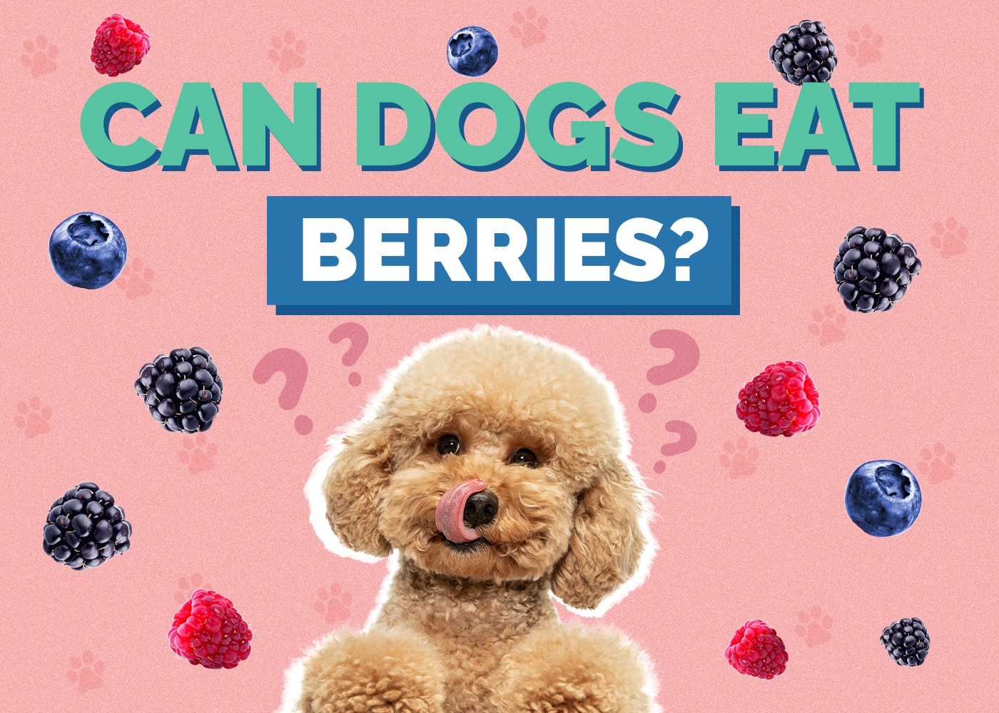 Can Dogs Eat Berries? Vet-Reviewed Nutrition Facts & Safety Guide