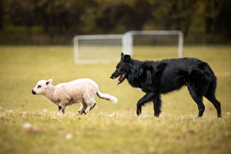 Top 11 Types of Cattle Dog Breeds: Info, Facts, Pictures & More