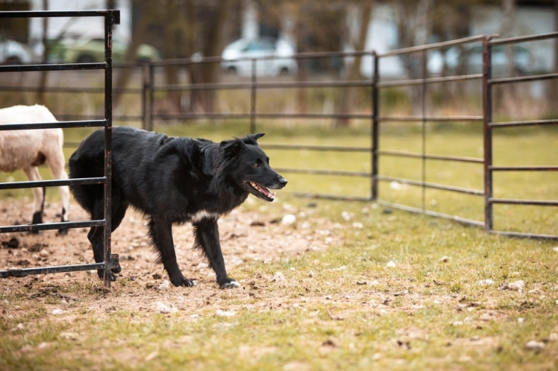 Black Australian Shepherd: Info, Pictures, Origin & History