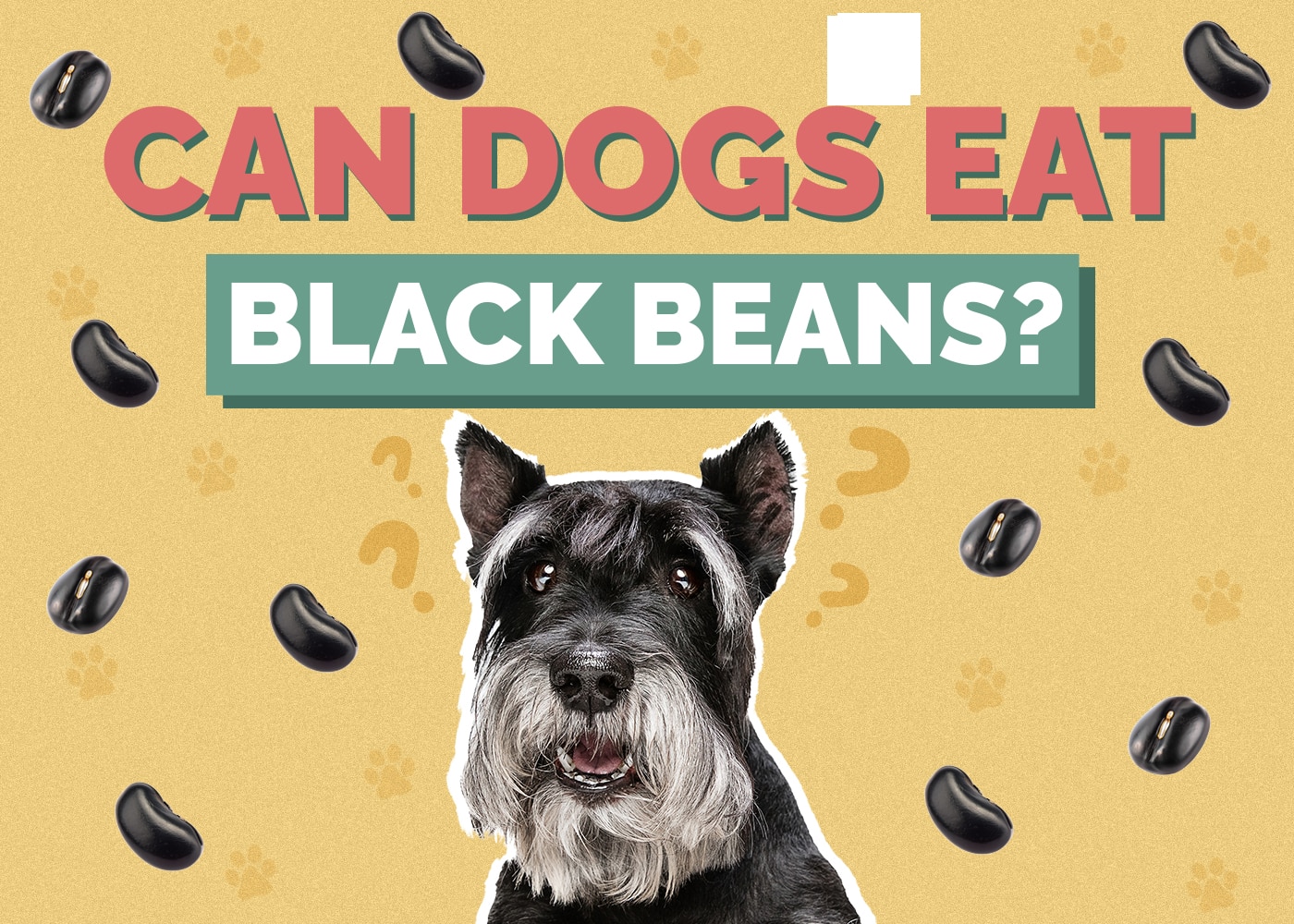 Can Dogs Eat Black Beans? Vet-Verified Nutrition Facts