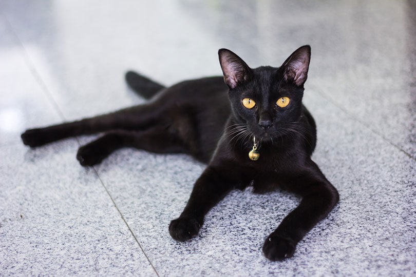 Do All Black Cats Have Yellow Eyes? Reasons, Factors, & FAQ