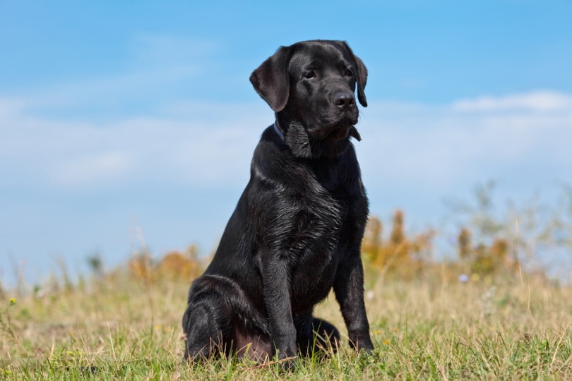 What Were Labs Bred For? Labrador History Explained