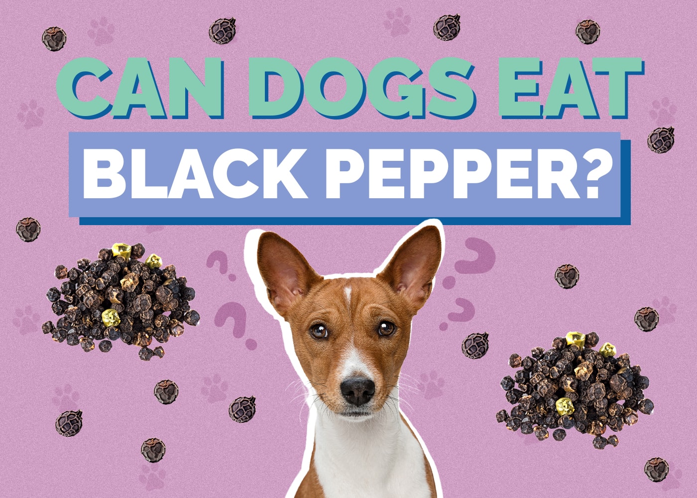 Can Dogs Eat Black Pepper? Vet-Reviewed Facts & Info