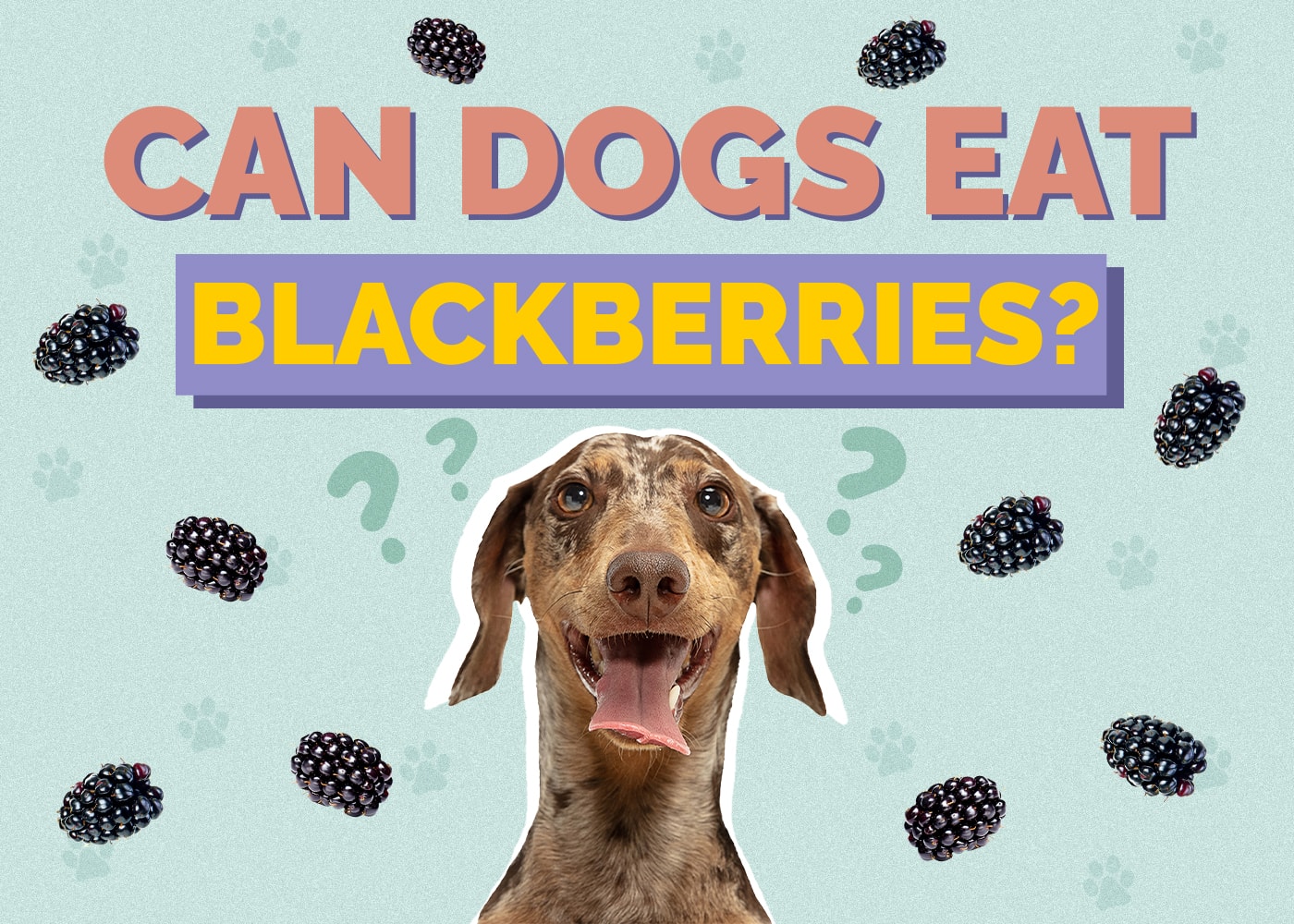 Can Dogs Eat Blackberries? Health & Nutrition Facts