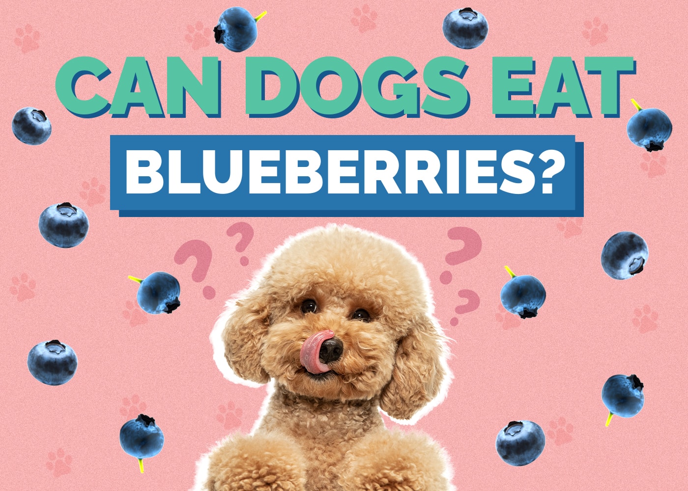 Can Dogs Eat Blueberries? Our Vet Answers!