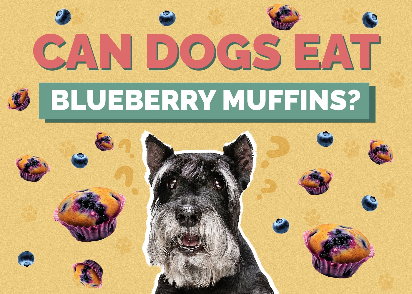 Can Dogs Eat Blueberry Muffins? Vet Reviewed Health Risks & FAQ