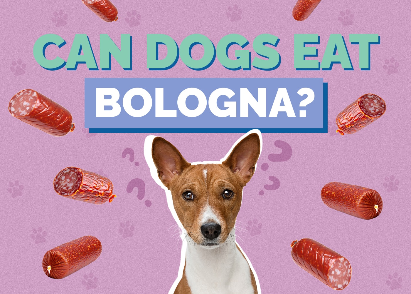 Can Dogs Eat Bologna? Vet-Approved Nutrition Facts & Info