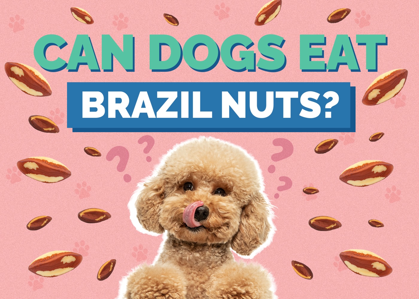 Can Dogs Eat Brazil Nuts? Vet-Reviewed Health Risks & Safety Guide