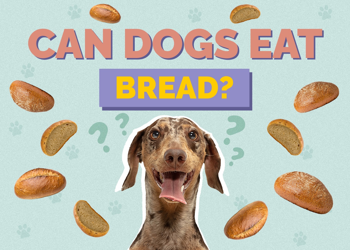Can Dogs Eat Bread? Vet-Reviewed Facts & FAQ