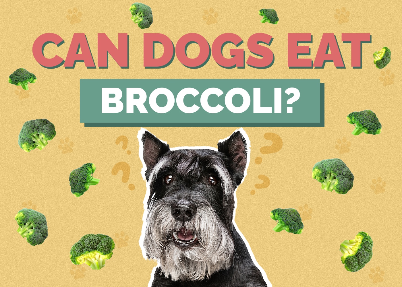 Can Dogs Eat Broccoli? Is Broccoli Safe for Dogs? (Vet-Reviewed)