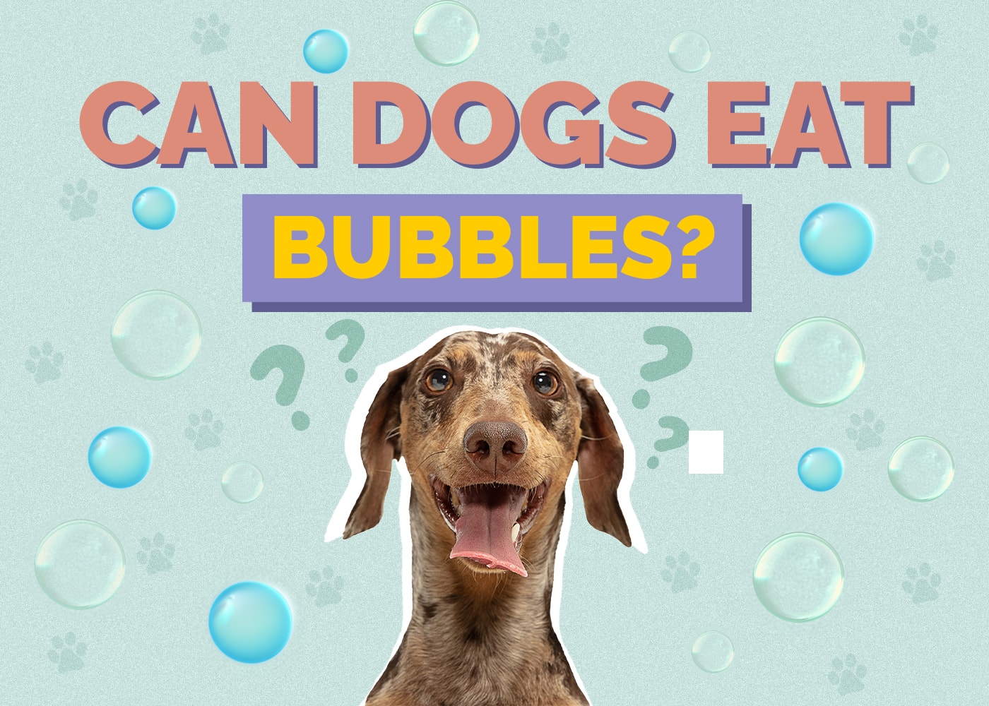 Can Dogs Eat Bubbles? Vet-Approved Facts