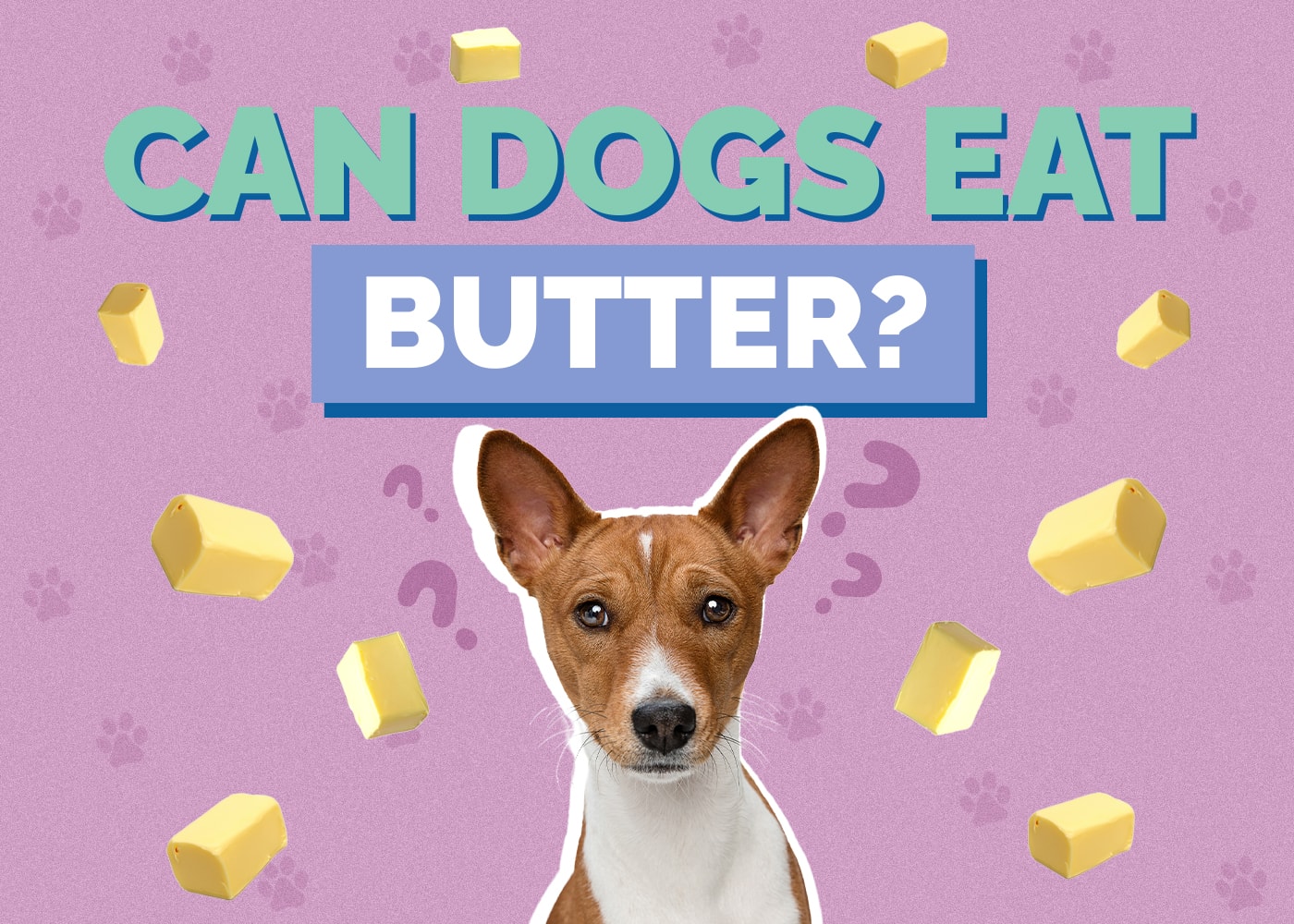 Can Dogs Eat Butter? What You Need to Know!