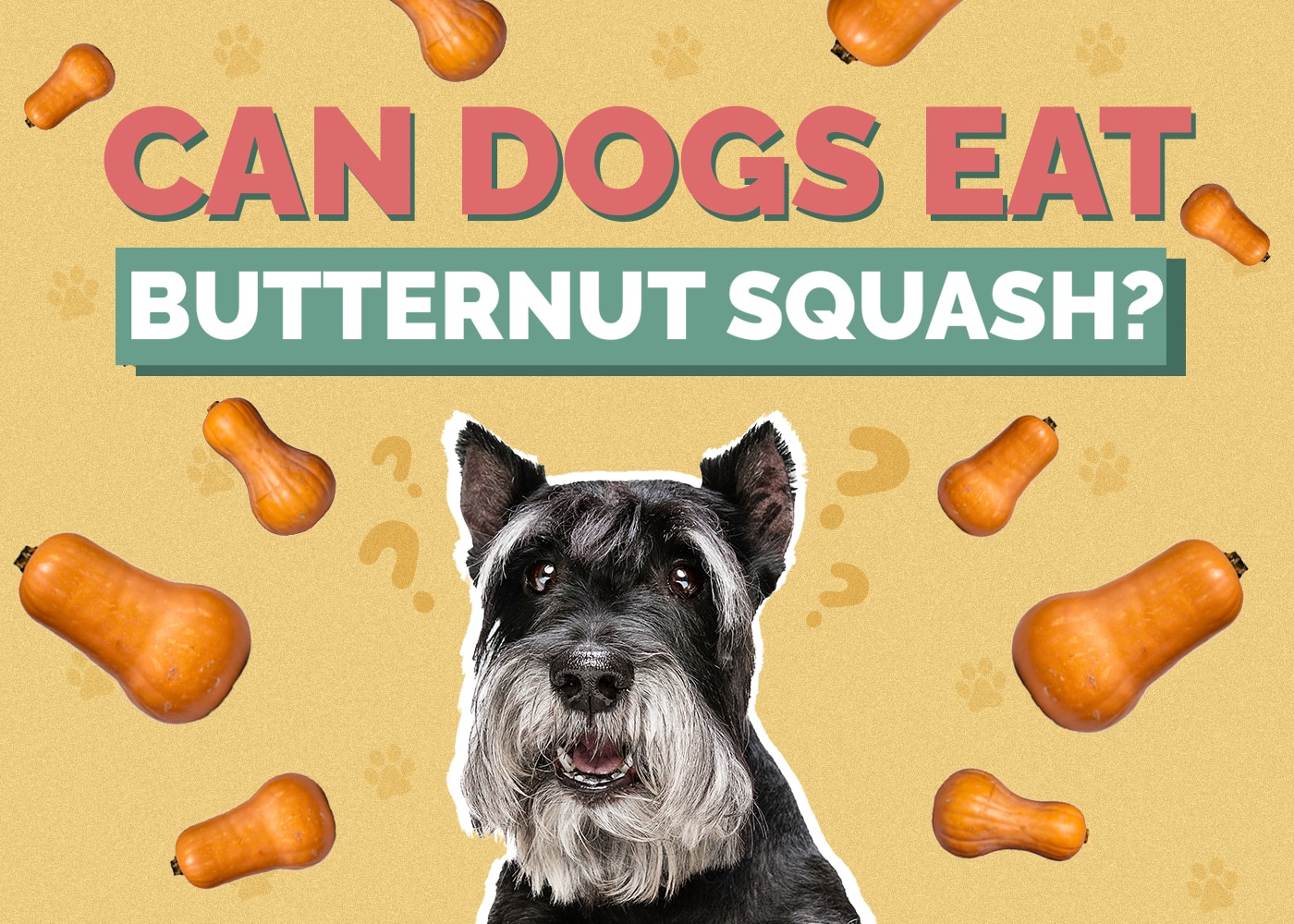 Can Dogs Eat Butternut Squash? Vet-Reviewed Nutrition Facts & Safety Guide